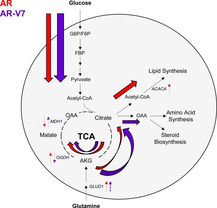 https://cdn.ncbi.nlm.nih.gov/pmc/blobs/36f3/4741655/657f0d2dffa3/oncotarget-06-31997-g010.jpg