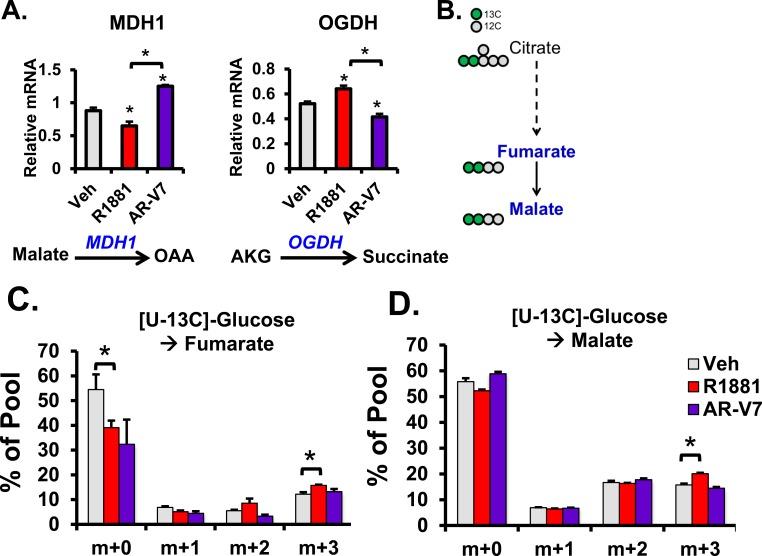 https://cdn.ncbi.nlm.nih.gov/pmc/blobs/36f3/4741655/75cacb41d618/oncotarget-06-31997-g007.jpg