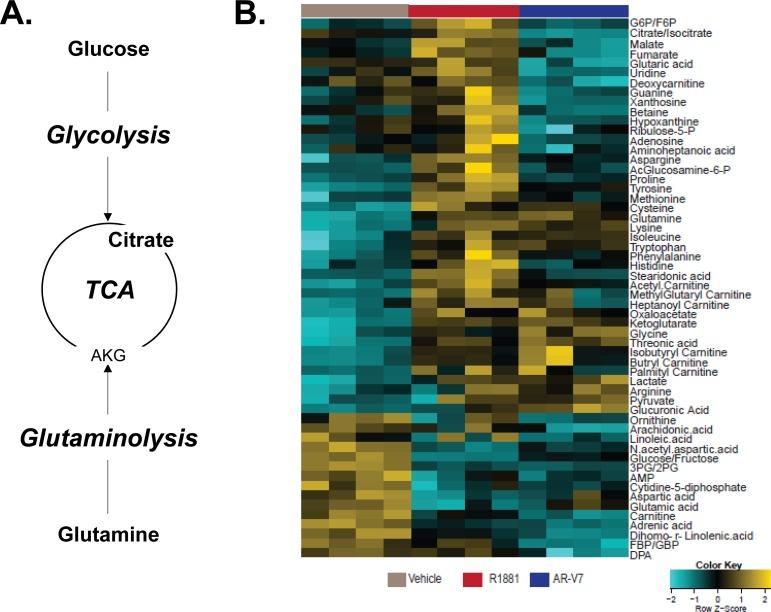 https://cdn.ncbi.nlm.nih.gov/pmc/blobs/36f3/4741655/84db717055cf/oncotarget-06-31997-g003.jpg