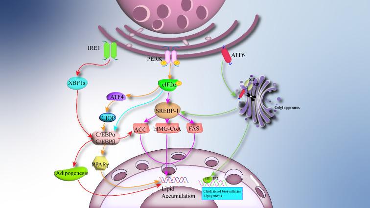 https://cdn.ncbi.nlm.nih.gov/pmc/blobs/36f5/11024263/44d5c08de3b5/fimmu-15-1381227-g002.jpg