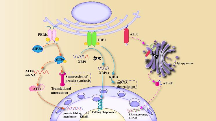 https://cdn.ncbi.nlm.nih.gov/pmc/blobs/36f5/11024263/fb8953cd608d/fimmu-15-1381227-g001.jpg