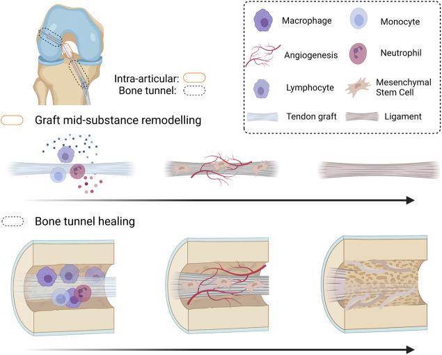 https://cdn.ncbi.nlm.nih.gov/pmc/blobs/36f5/8727521/20fd29b40213/fbioe-09-756930-g001.jpg