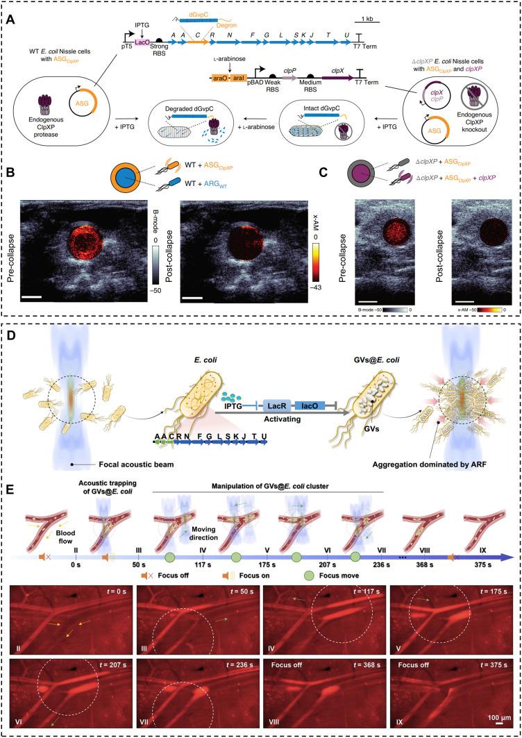 https://cdn.ncbi.nlm.nih.gov/pmc/blobs/36fa/12106918/062eb6ed0a63/IJN-20-6533-g0009.jpg