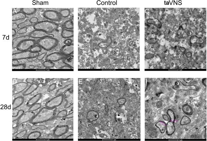https://cdn.ncbi.nlm.nih.gov/pmc/blobs/36fa/12278549/1754e9925c6a/12984_2025_1700_Fig5_HTML.jpg