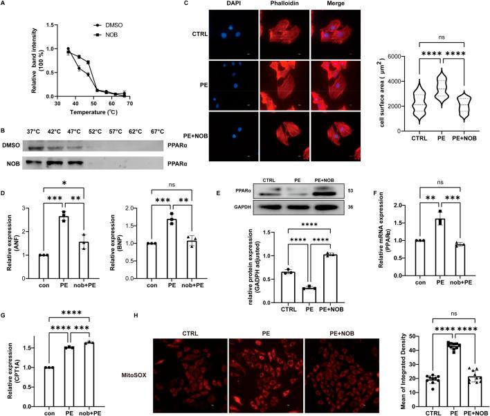 https://cdn.ncbi.nlm.nih.gov/pmc/blobs/36fc/12358417/eea6a828d904/fphar-16-1628625-g006.jpg