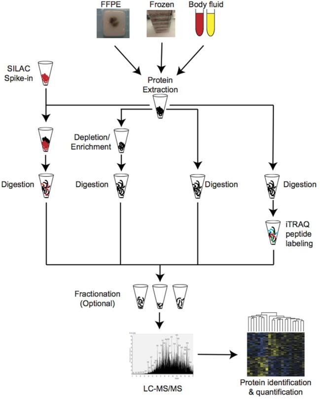 https://cdn.ncbi.nlm.nih.gov/pmc/blobs/3703/5674010/b3f91311e5da/fonc-07-00267-g001.jpg