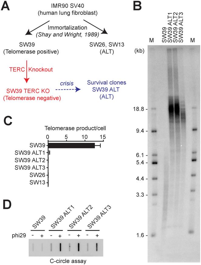 https://cdn.ncbi.nlm.nih.gov/pmc/blobs/3706/5389697/316655e2e50f/gkw1295fig1.jpg