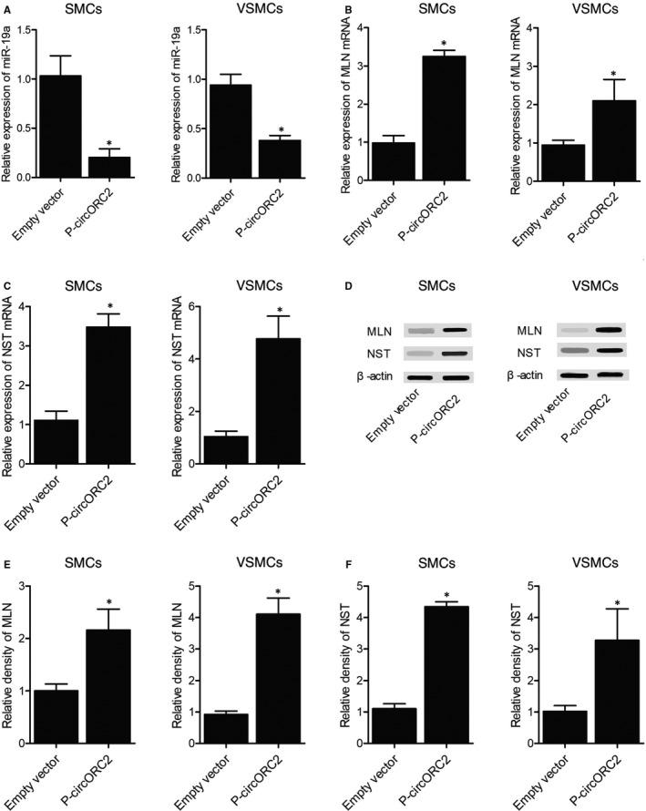 https://cdn.ncbi.nlm.nih.gov/pmc/blobs/3707/8051712/3368bab91e6a/JCMM-25-3754-g005.jpg