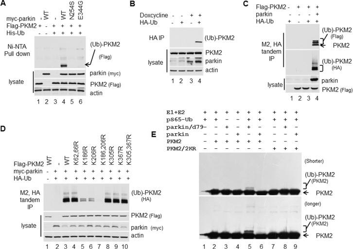 https://cdn.ncbi.nlm.nih.gov/pmc/blobs/3708/4858978/1ba3a5f5d71f/zbc0211643240003.jpg
