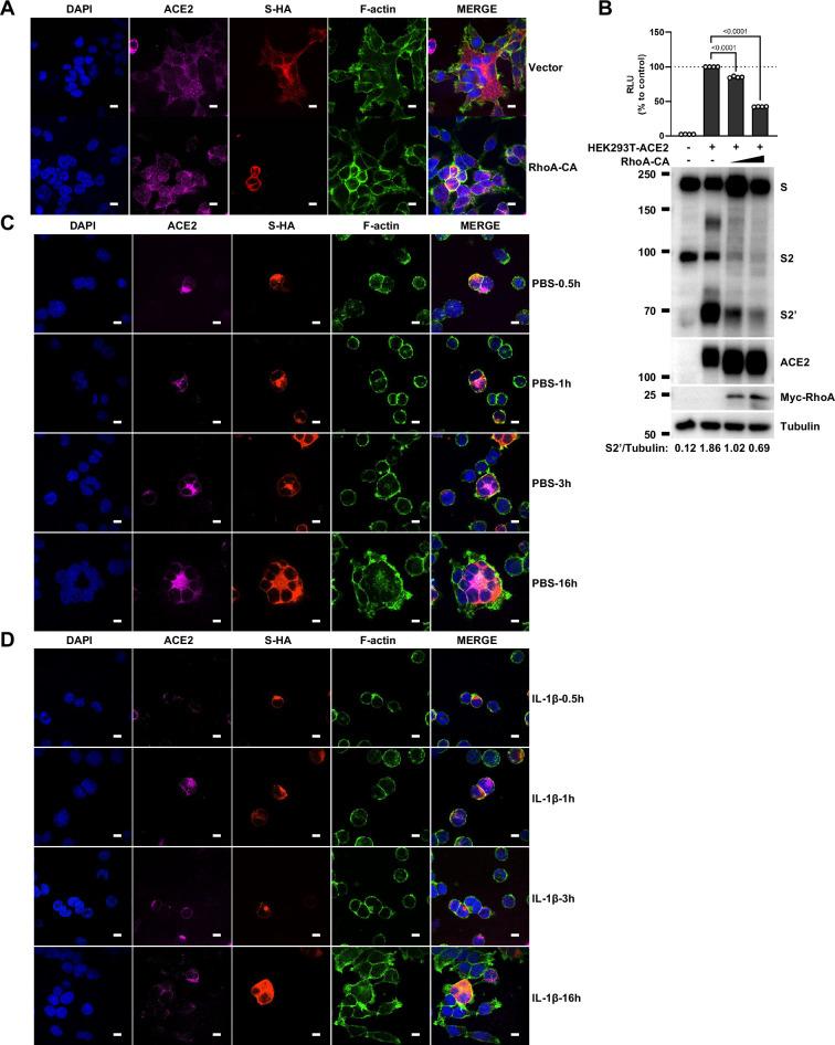 https://cdn.ncbi.nlm.nih.gov/pmc/blobs/370f/11820142/2dda853efd6a/elife-98593-fig4-figsupp2.jpg
