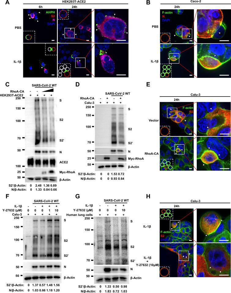 https://cdn.ncbi.nlm.nih.gov/pmc/blobs/370f/11820142/d22545aa6eb5/elife-98593-fig5.jpg