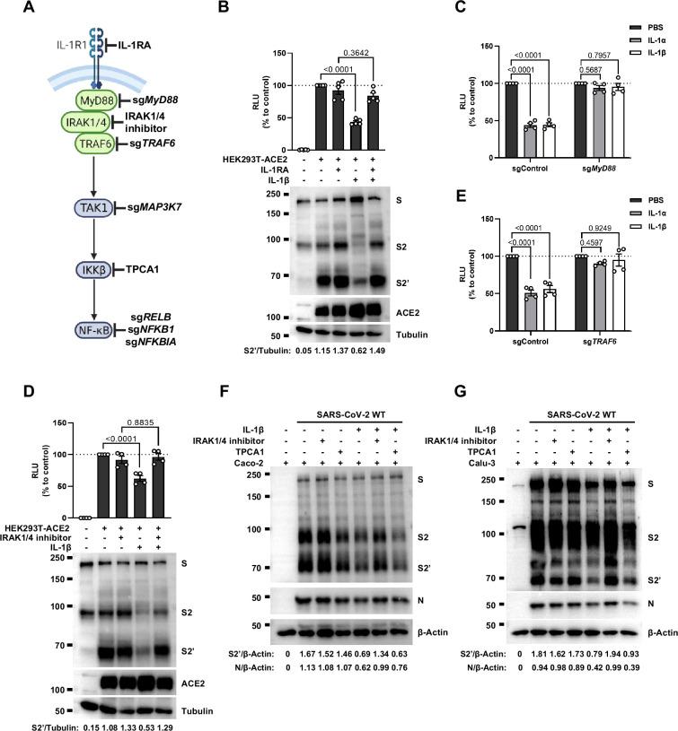 https://cdn.ncbi.nlm.nih.gov/pmc/blobs/370f/11820142/d637f1d157ac/elife-98593-fig3.jpg