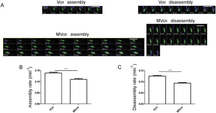 https://cdn.ncbi.nlm.nih.gov/pmc/blobs/3716/6726196/80a81e1d5f28/pone.0221962.g005.jpg
