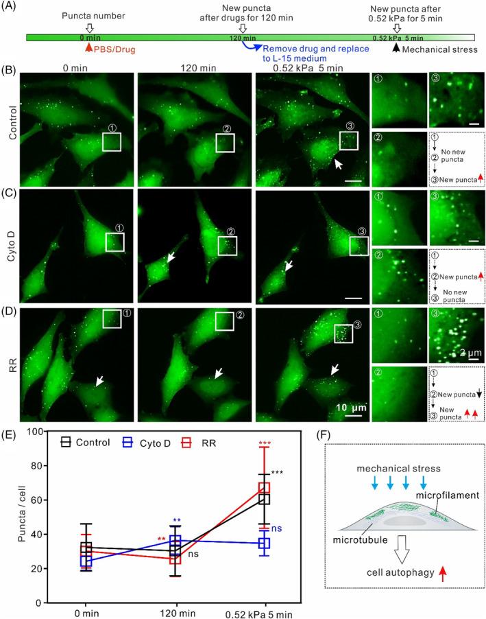 https://cdn.ncbi.nlm.nih.gov/pmc/blobs/3717/11628738/a9641143a545/CPR-57-e13728-g006.jpg