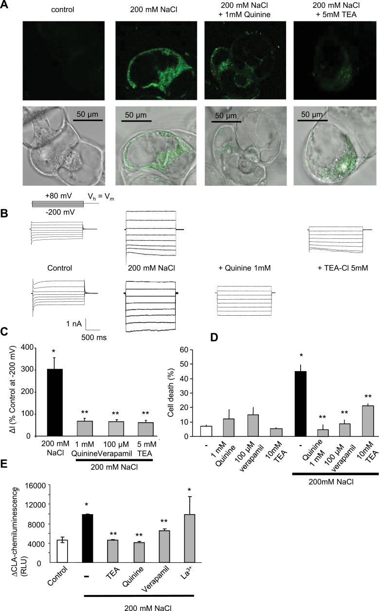 https://cdn.ncbi.nlm.nih.gov/pmc/blobs/3718/3969528/6e33cb2b8fd2/exbotj_ert460_f0006.jpg