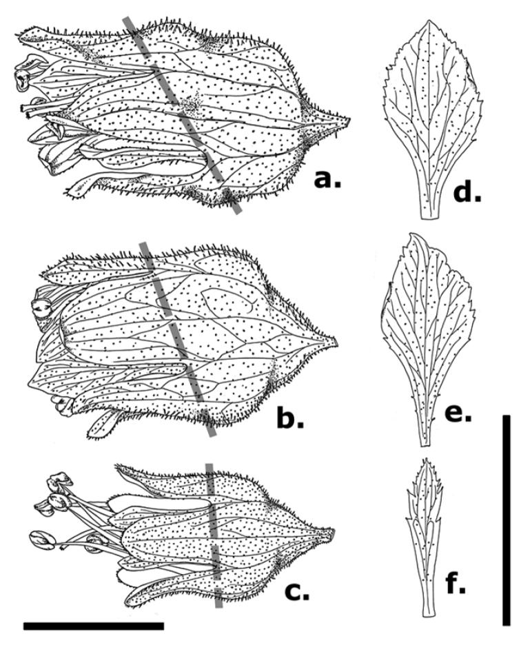 https://cdn.ncbi.nlm.nih.gov/pmc/blobs/372d/5915397/d2ce6272d980/phytokeys-96-087-g003.jpg