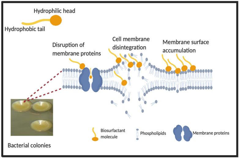 https://cdn.ncbi.nlm.nih.gov/pmc/blobs/372e/7696787/8b82a22e2c2e/pharmaceutics-12-01099-g002.jpg