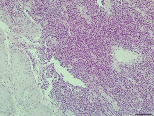 https://cdn.ncbi.nlm.nih.gov/pmc/blobs/372f/3201101/2b88f3759e13/ccrep-4-2011-029f4.jpg