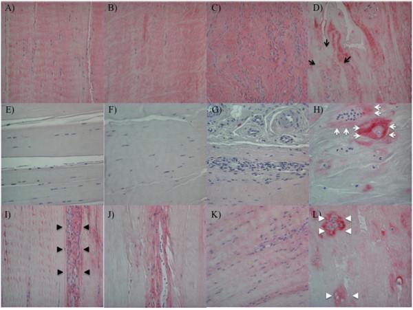 https://cdn.ncbi.nlm.nih.gov/pmc/blobs/372f/3672799/7ac621e405a5/ar4165-5.jpg