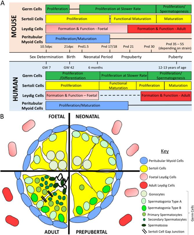 https://cdn.ncbi.nlm.nih.gov/pmc/blobs/372f/6347281/67577f2b3c6b/REP-18-0221fig2.jpg