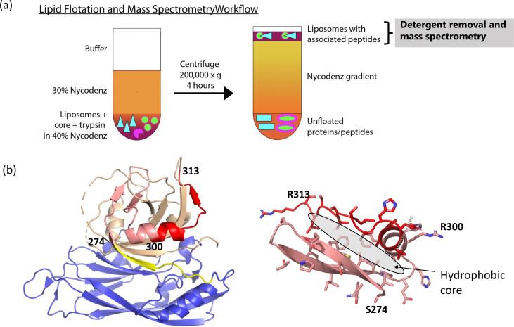 https://cdn.ncbi.nlm.nih.gov/pmc/blobs/3731/10506485/baef215e41c5/jvi.00802-23.f006.jpg