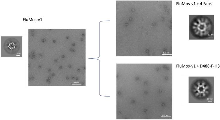 https://cdn.ncbi.nlm.nih.gov/pmc/blobs/3735/10894272/b567d619fb60/41598_2024_54876_Fig5_HTML.jpg