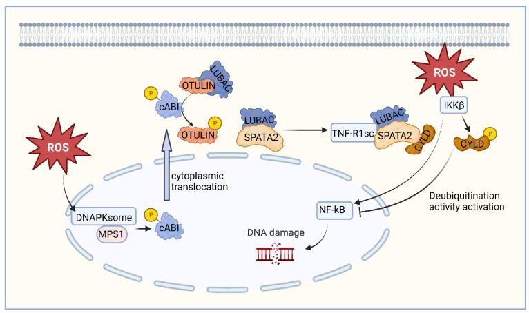 https://cdn.ncbi.nlm.nih.gov/pmc/blobs/3737/10179184/d6066111eed7/ijms-24-08368-g002.jpg