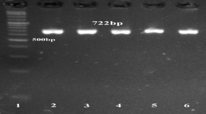https://cdn.ncbi.nlm.nih.gov/pmc/blobs/3738/12295529/2188034ae33c/vrf-16-317-g006.jpg