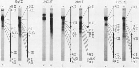 https://cdn.ncbi.nlm.nih.gov/pmc/blobs/3739/369127/30f20d1106a2/molcellb00141-0259-a.jpg