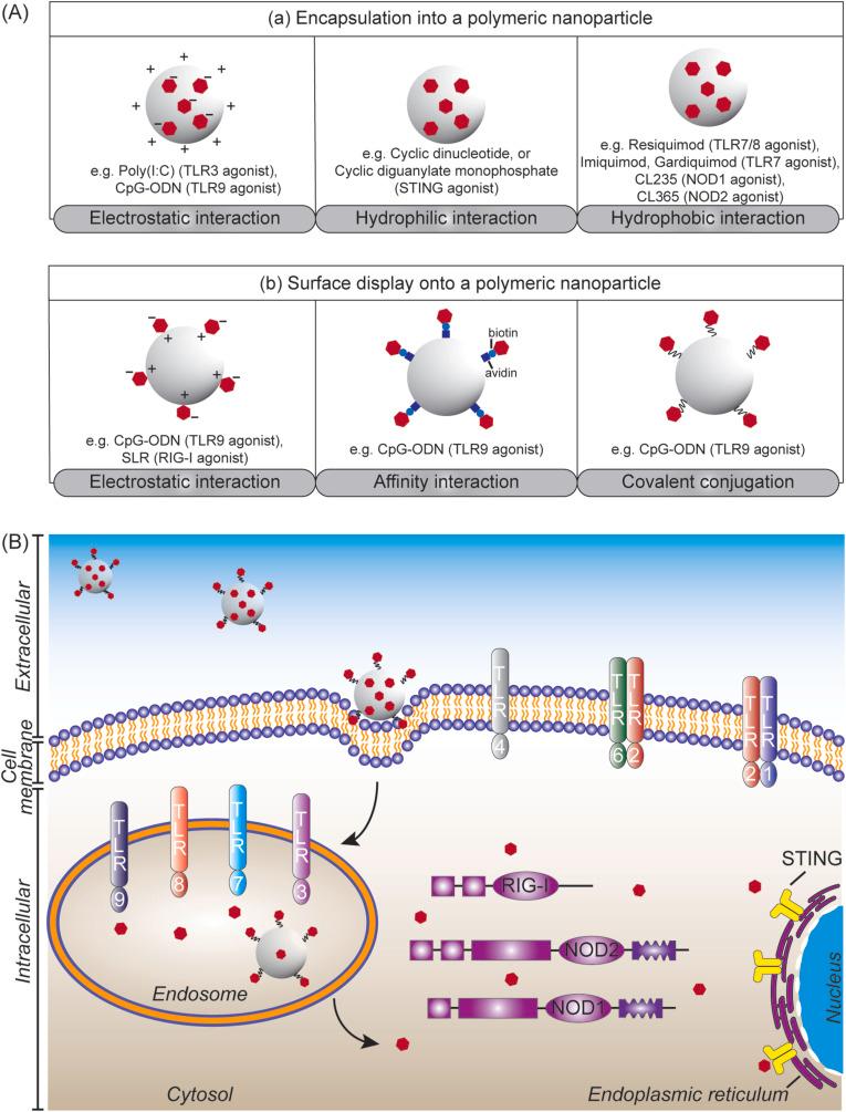 https://cdn.ncbi.nlm.nih.gov/pmc/blobs/373c/7834201/687b3b7d7724/gr3_lrg.jpg