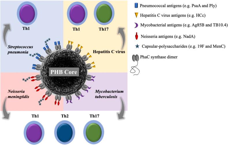 https://cdn.ncbi.nlm.nih.gov/pmc/blobs/373c/7834201/69da81583f7f/gr9_lrg.jpg