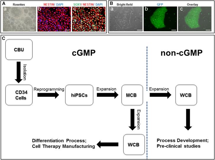 https://cdn.ncbi.nlm.nih.gov/pmc/blobs/373d/4624993/7a349a9a0245/gr5.jpg