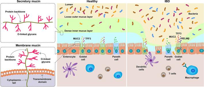 https://cdn.ncbi.nlm.nih.gov/pmc/blobs/3742/9120656/8d96bdfa5a4a/fmed-09-848344-g0001.jpg