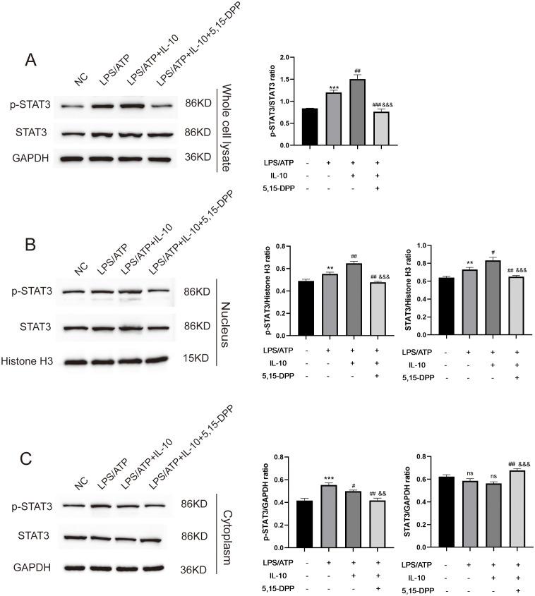 https://cdn.ncbi.nlm.nih.gov/pmc/blobs/3746/11604576/21e72e0f4f2a/fimmu-15-1422355-g006.jpg