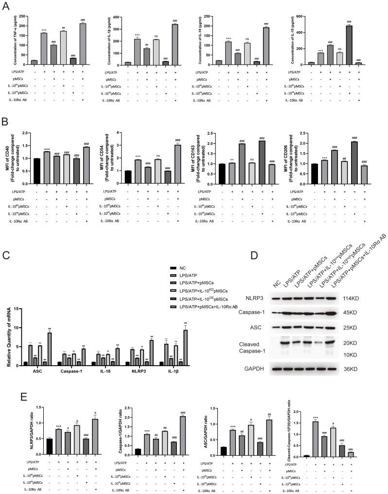 https://cdn.ncbi.nlm.nih.gov/pmc/blobs/3746/11604576/509ccddf07fe/fimmu-15-1422355-g005.jpg