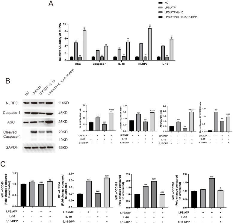https://cdn.ncbi.nlm.nih.gov/pmc/blobs/3746/11604576/966678f45bca/fimmu-15-1422355-g007.jpg