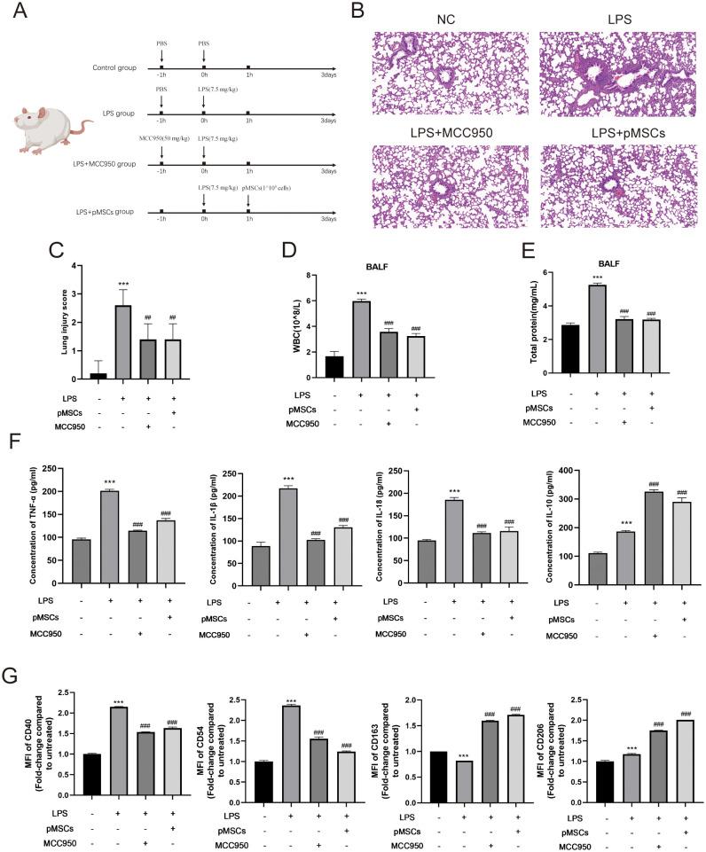 https://cdn.ncbi.nlm.nih.gov/pmc/blobs/3746/11604576/c189a1664d73/fimmu-15-1422355-g001.jpg