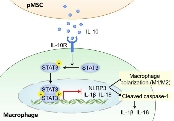 https://cdn.ncbi.nlm.nih.gov/pmc/blobs/3746/11604576/f5ab772f3128/fimmu-15-1422355-g008.jpg