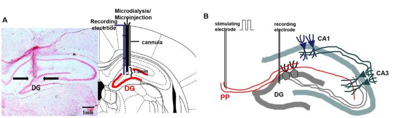 https://cdn.ncbi.nlm.nih.gov/pmc/blobs/3747/8118754/2dce25365014/en-30-2-144-f2.jpg