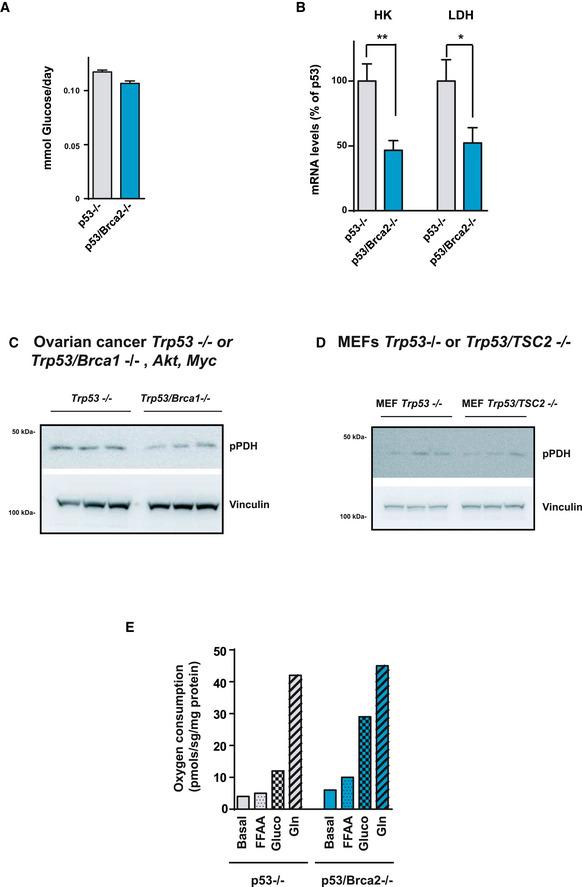 https://cdn.ncbi.nlm.nih.gov/pmc/blobs/374f/7278557/328f836b9238/EMMM-12-e11217-g005.jpg