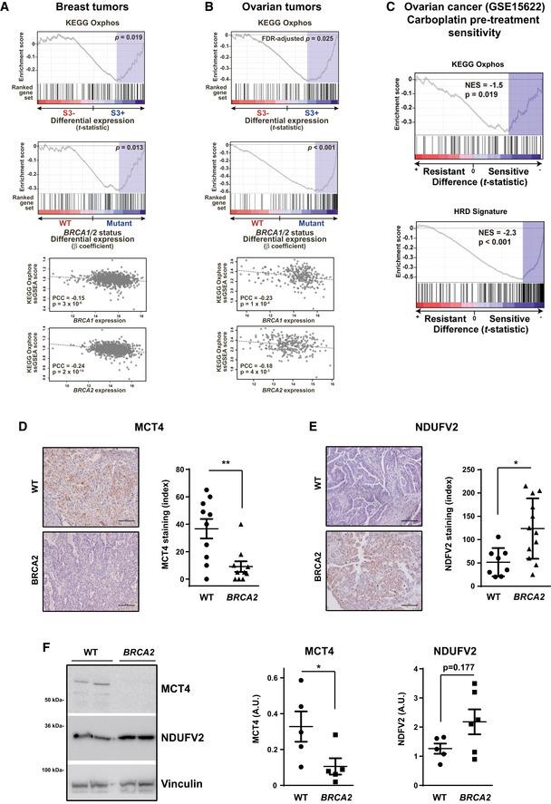 https://cdn.ncbi.nlm.nih.gov/pmc/blobs/374f/7278557/a87ef0eeb222/EMMM-12-e11217-g002.jpg
