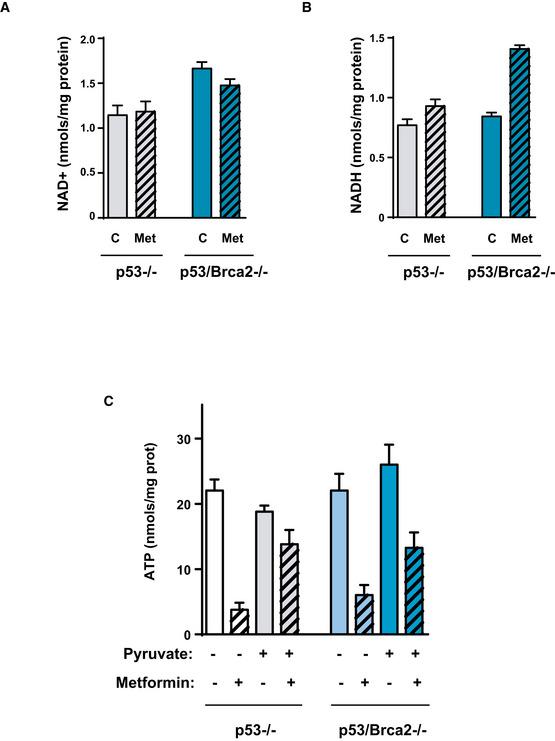 https://cdn.ncbi.nlm.nih.gov/pmc/blobs/374f/7278557/cf2781fe7277/EMMM-12-e11217-g011.jpg