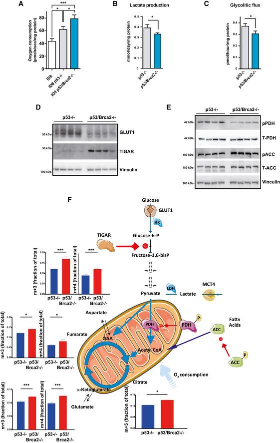 https://cdn.ncbi.nlm.nih.gov/pmc/blobs/374f/7278557/d4daa97c611a/EMMM-12-e11217-g004.jpg