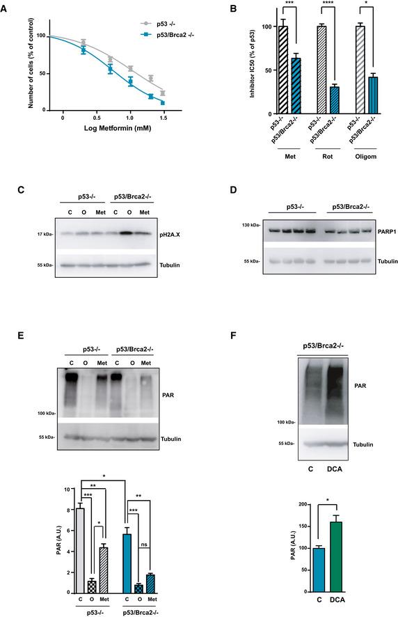 https://cdn.ncbi.nlm.nih.gov/pmc/blobs/374f/7278557/dbeb9be51621/EMMM-12-e11217-g006.jpg