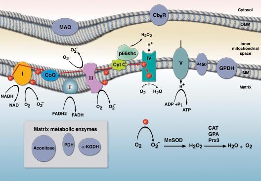 https://cdn.ncbi.nlm.nih.gov/pmc/blobs/3750/3135394/08cfcb9ec02d/JCB_201102095_RGB_Fig1.jpg