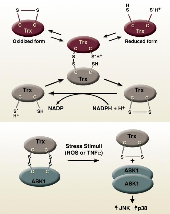 https://cdn.ncbi.nlm.nih.gov/pmc/blobs/3750/3135394/651fde9b6ee1/JCB_201102095_RGB_Fig4.jpg