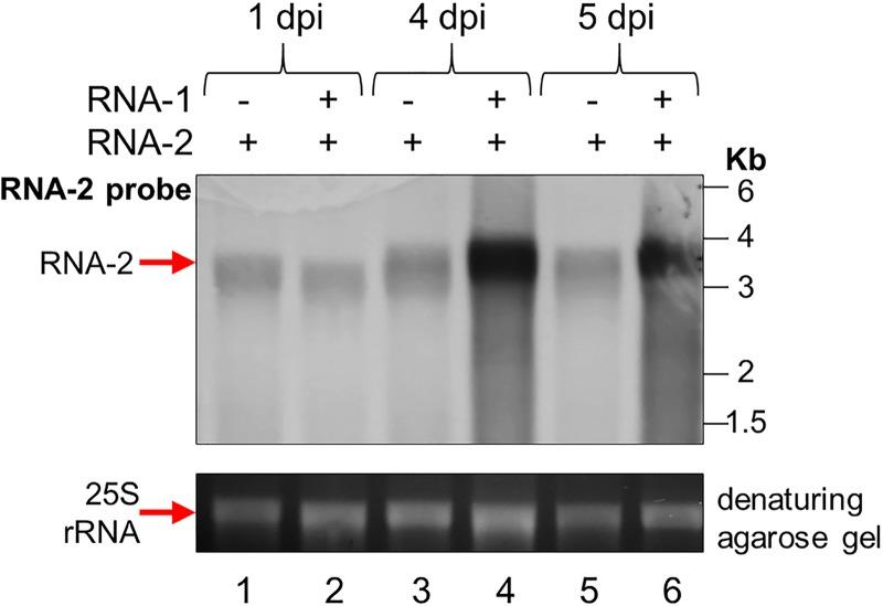 https://cdn.ncbi.nlm.nih.gov/pmc/blobs/3750/6321914/7263ff875c6a/JVI.01520-18-f0004.jpg