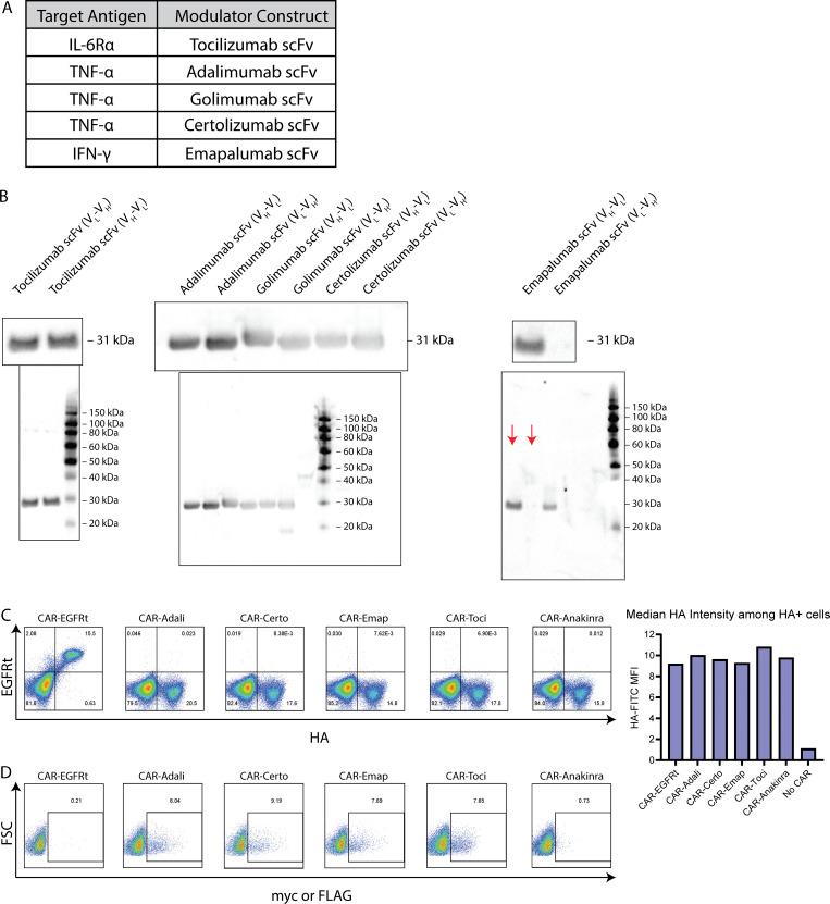 https://cdn.ncbi.nlm.nih.gov/pmc/blobs/3752/11010356/07c330e1bab0/JEM_20221988_FigS1.jpg