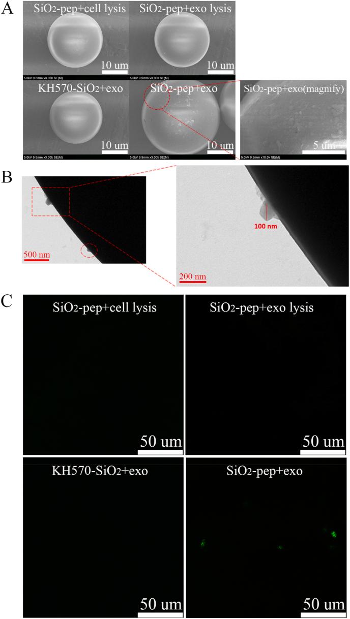https://cdn.ncbi.nlm.nih.gov/pmc/blobs/3752/8935132/863428d17d7d/gr2.jpg