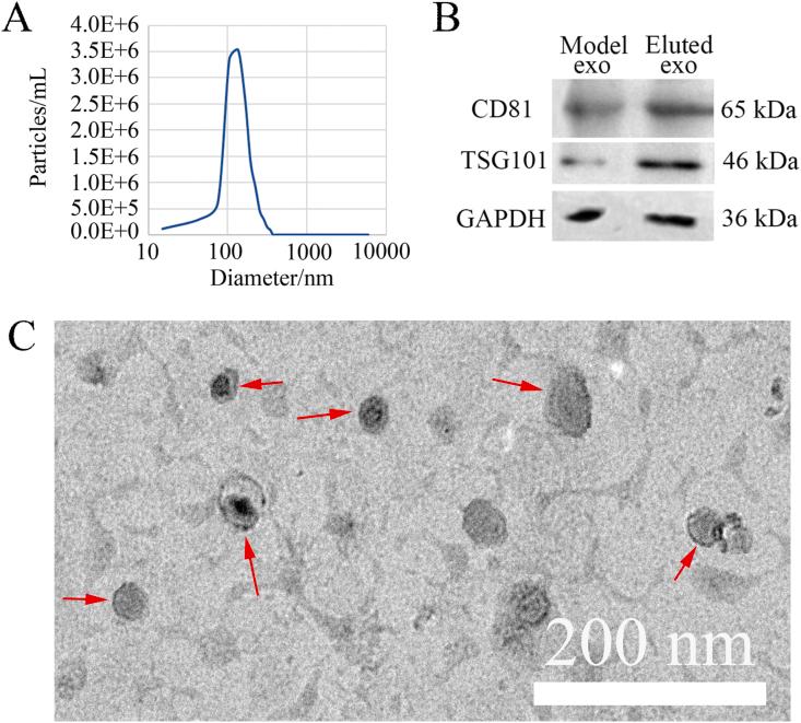 https://cdn.ncbi.nlm.nih.gov/pmc/blobs/3752/8935132/d96808d9db72/gr4.jpg